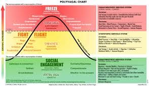 Nervous System: The Polyvagal Theory ...