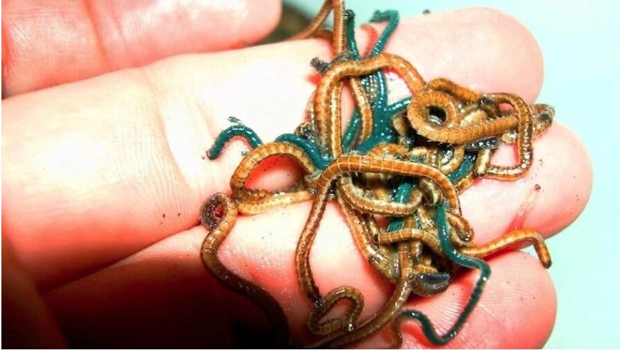 Picture of entwined epitokes, male and female, placed on human fingers.