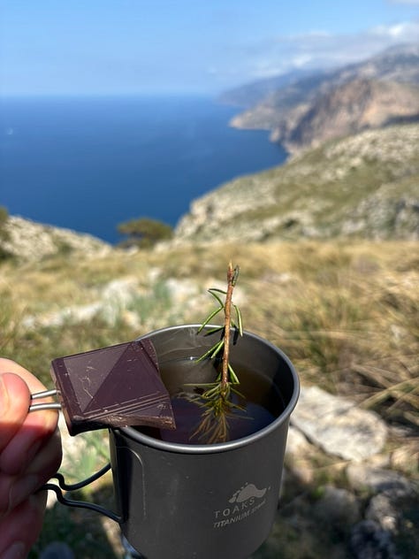 rosemary lavender tea