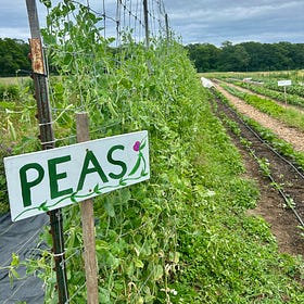 👩‍🌾 Non-Profit Spotlight: Island Grown Initiative & the Island Food Pantry