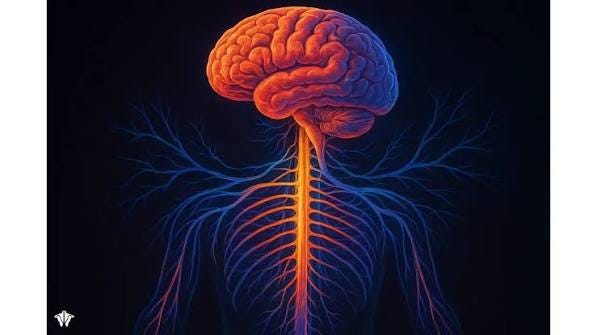 How the Nervous System Works: A Beginner's Guide to Brain and Nerve Function