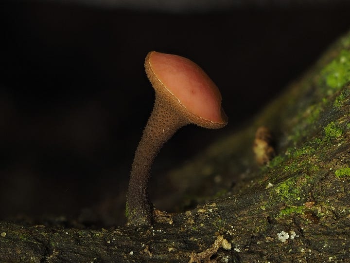 tiny ascomycete fungi