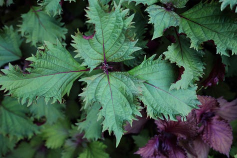 shiso plants