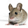 X avatar for @mouse_math