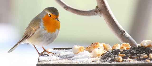 Is It OK To Feed Bread To Birds? | Bird Spot