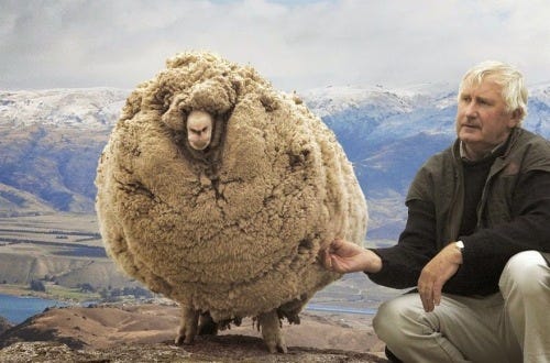 Shrek the sheep, who hid to avoid being fleeced... 