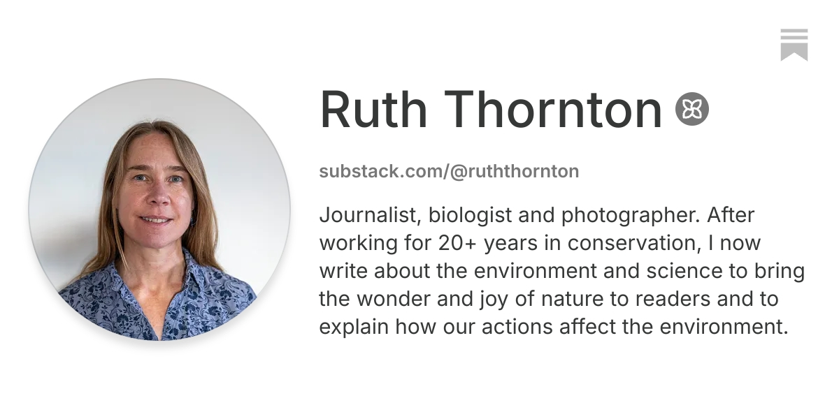 Ruth Thornton | Substack