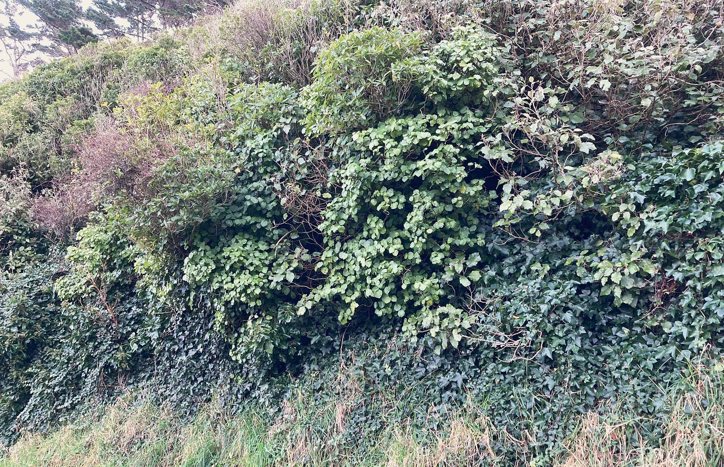 A bank with native trees such as māhoe, kawakawa and rangiora, with a few pines above and ivy beneath A bank with native trees such as māhoe, kawakawa and rangiora, with a few pines above and ivy beneath