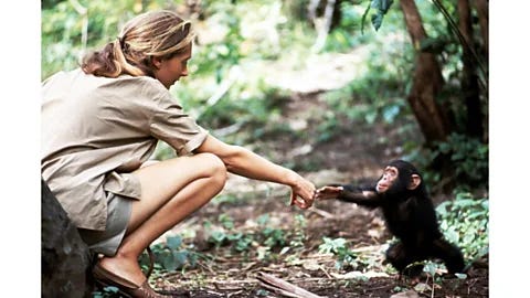 Jane Goodall: The human-chimp bond captured in an iconic photo