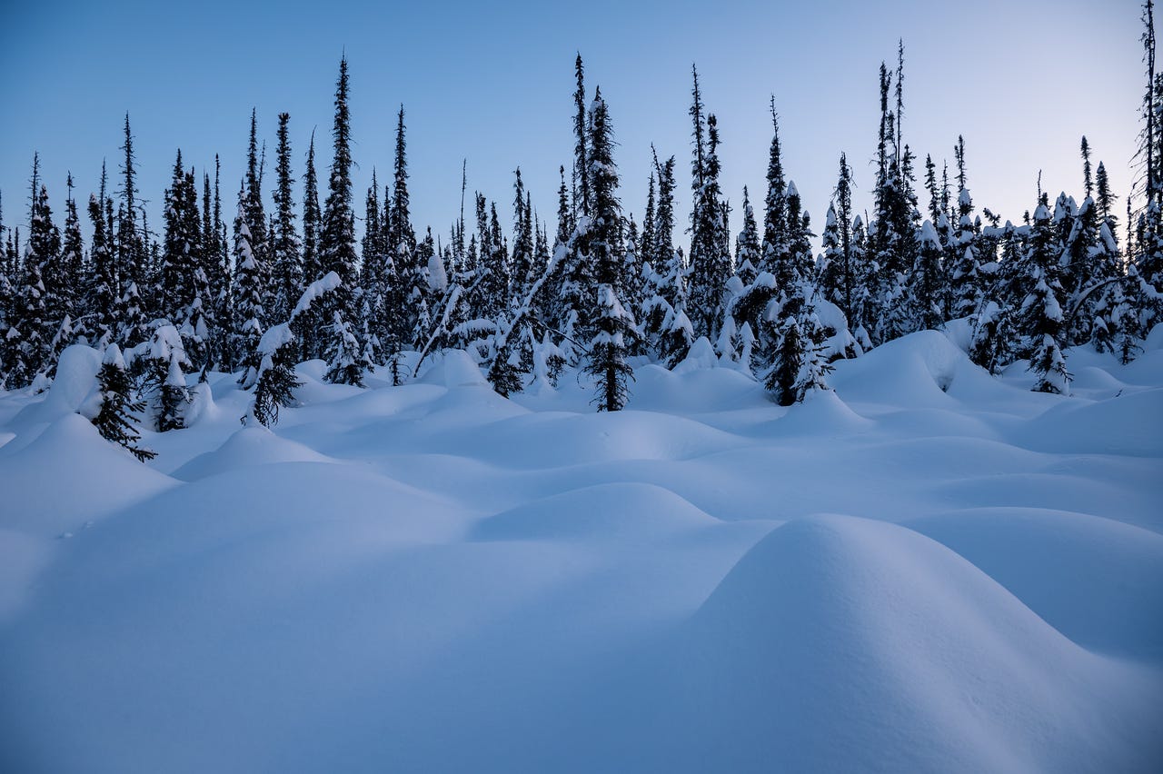 A field of large rounded snow mounds fills the foreground in front of a dense stand of stunted, snow-laden black spruce trees under a pale blue twilight sky. The snow surface has a lumpy, organic texture from vegetation buried beneath. Fairbanks, Alaska.