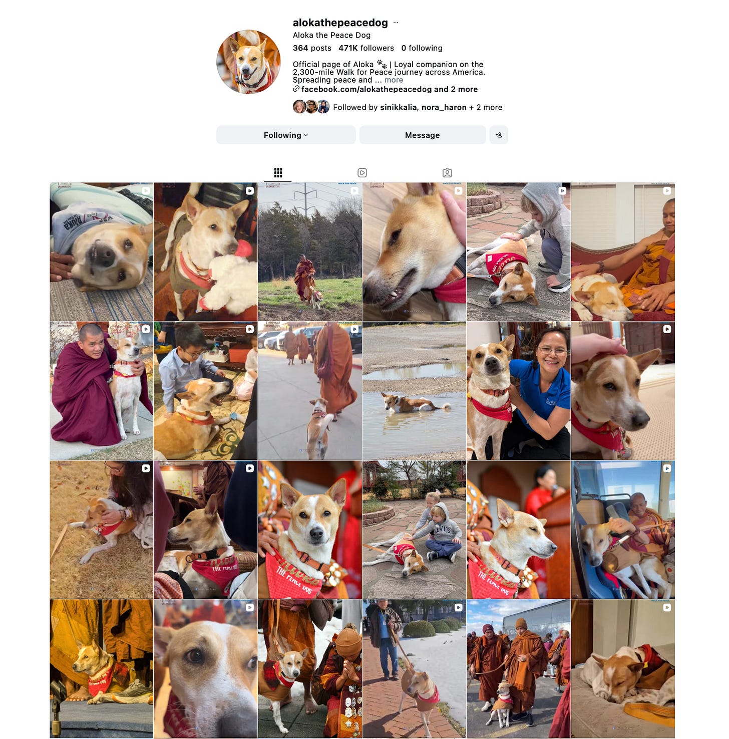 @alokathepeacedog on Instagram @alokathepeacedog on Instagram