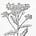 Community Herbalism's avatar