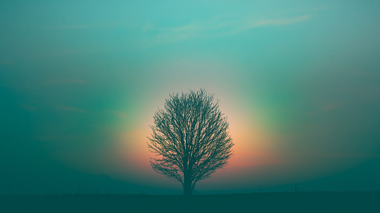 Image description: A leafless tree stands alone in a clearing with a rainbow aura of light around it. Image description: A leafless tree stands alone in a clearing with a rainbow aura of light around it.