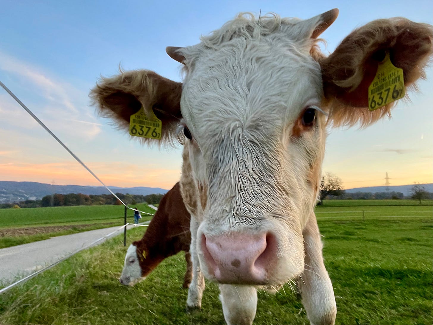 Two brown and white cows grazing in a green field.
