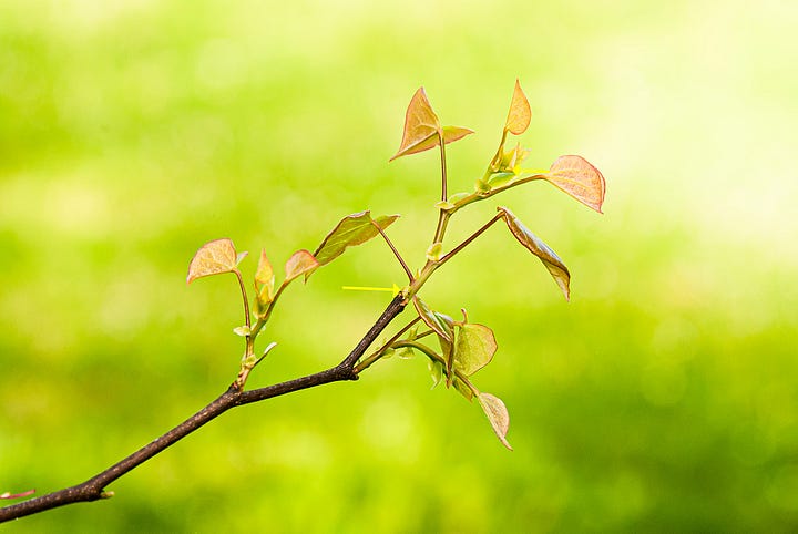 Spring growth in two trees, flowering dogwood and eastern redbud