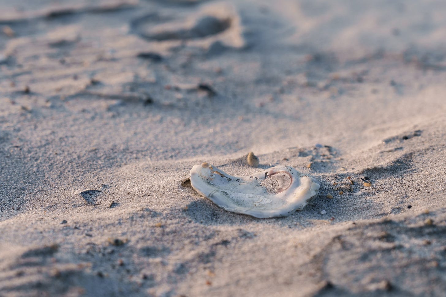oyster shell on sand, figure eight island, north carolina