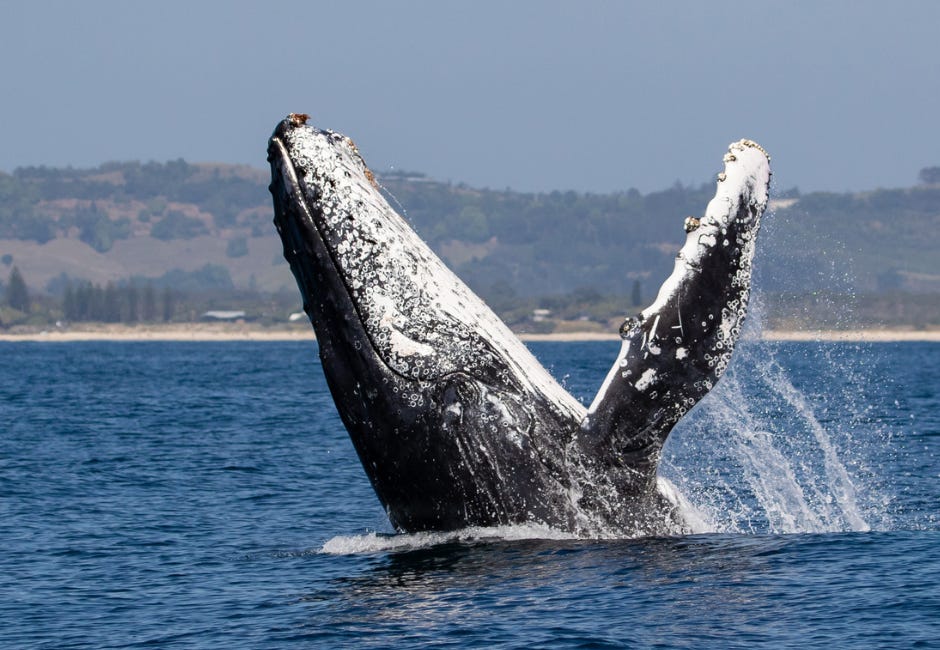 Wild Insights Extra: Humpback whales skilled strategy for survival revealed