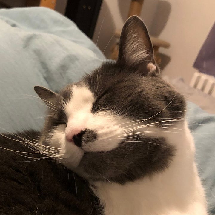 A gallery of four close up photos of Haku's face from images from the post.