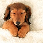 How Much Sleep Do You Really Need?