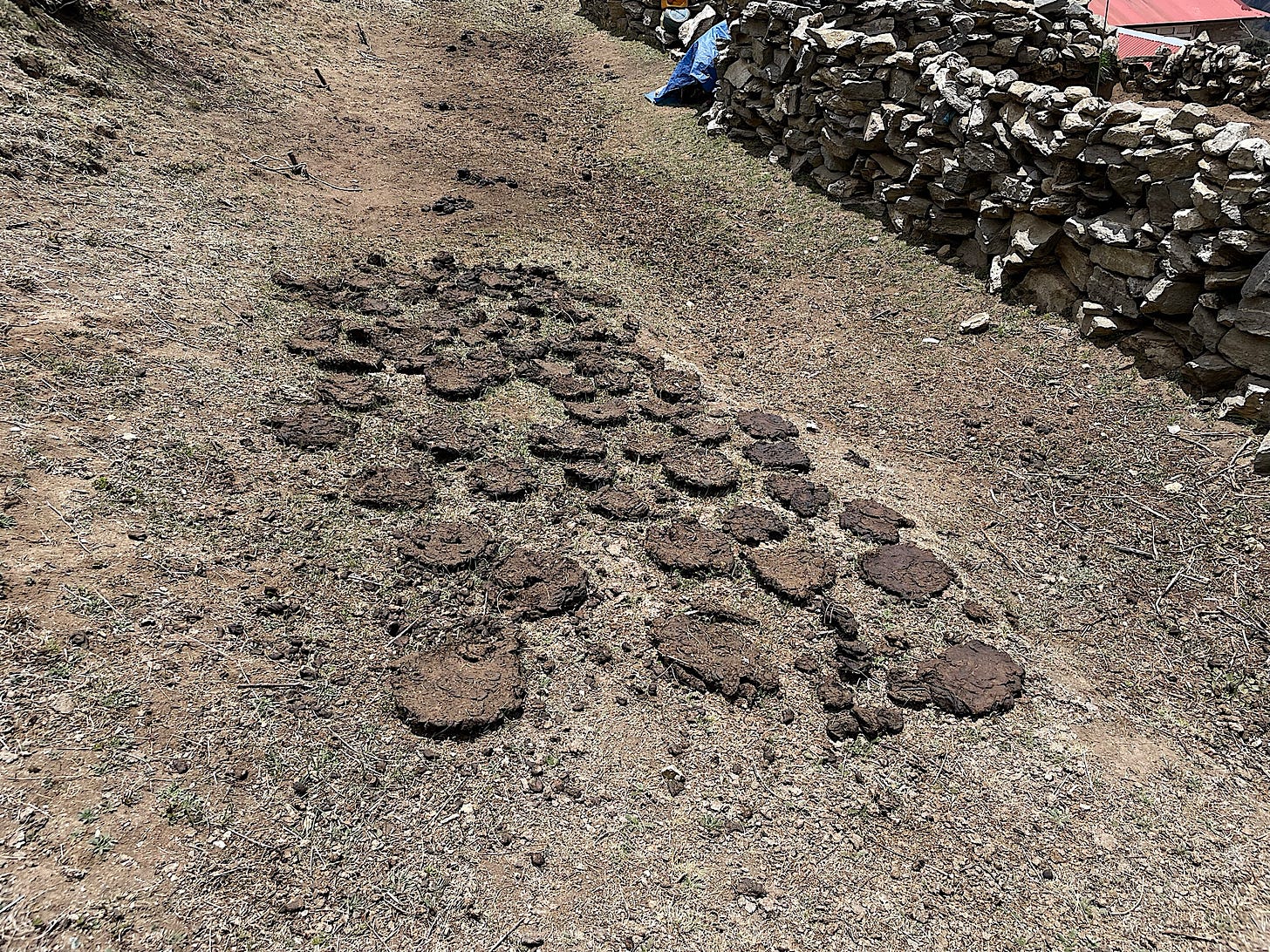 Yak dung drying prior to being burned in stoves.