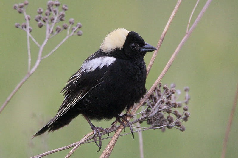 A male bobolink perched on dead weeds in New Hampshire. A male bobolink perched on dead weeds in New Hampshire.