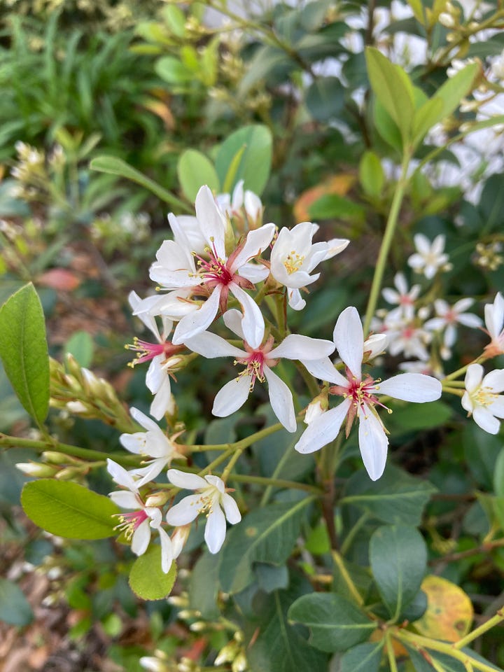 Current blooms in the Florida-Friendly Landscaping demo garden include white flowers on the Indian hawthorn, red spikes on the coral bean, tiny white clusters on Walter’s viburnum, and small light blue flowers on blue-eyed grass.