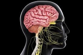 Central Nervous System Functions and ...