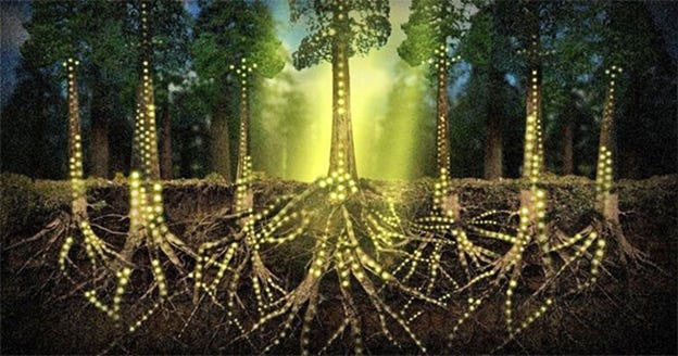 The Mycelium Network: Nature's Hidden Web of Life | White Mountain  Adventures