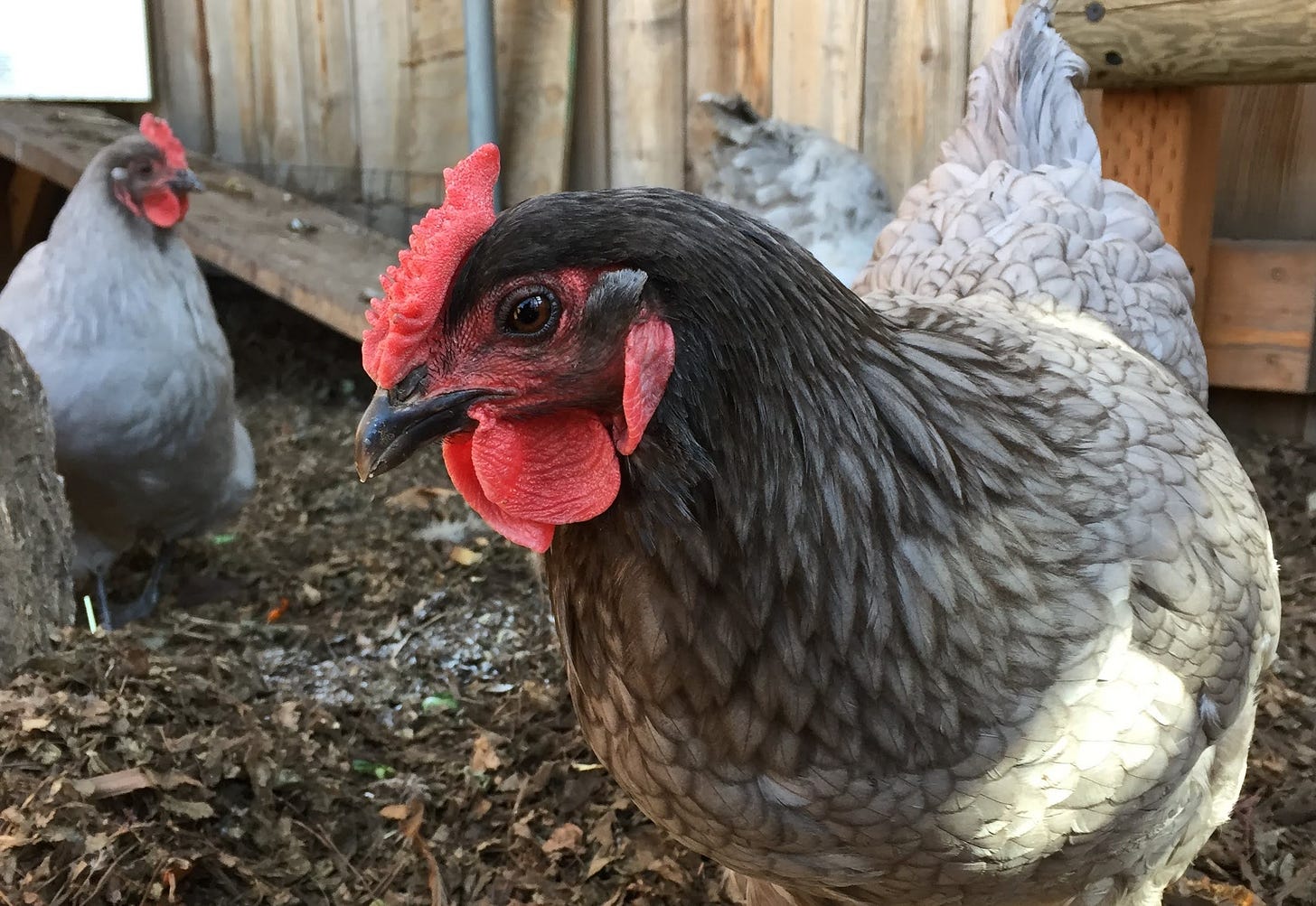 Chickens