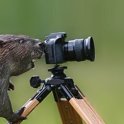 Will Warren’s non-basketball thoughts