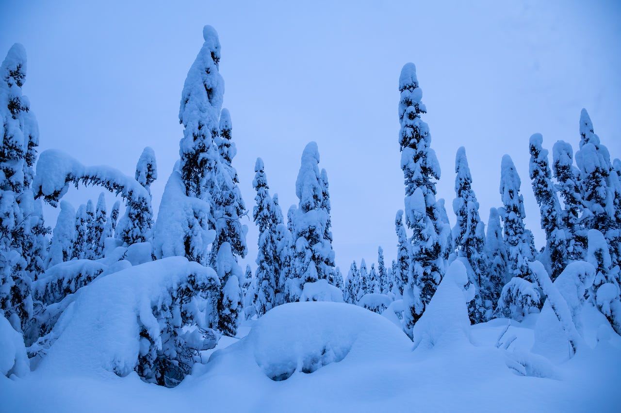 A stand of spruce trees heavily draped in fresh snow rises from rolling snowbanks. The scene is lit by soft blue-hour light, giving the snow and sky a cool blue tone. A stand of spruce trees heavily draped in fresh snow rises from rolling snowbanks. The scene is lit by soft blue-hour light, giving the snow and sky a cool blue tone.