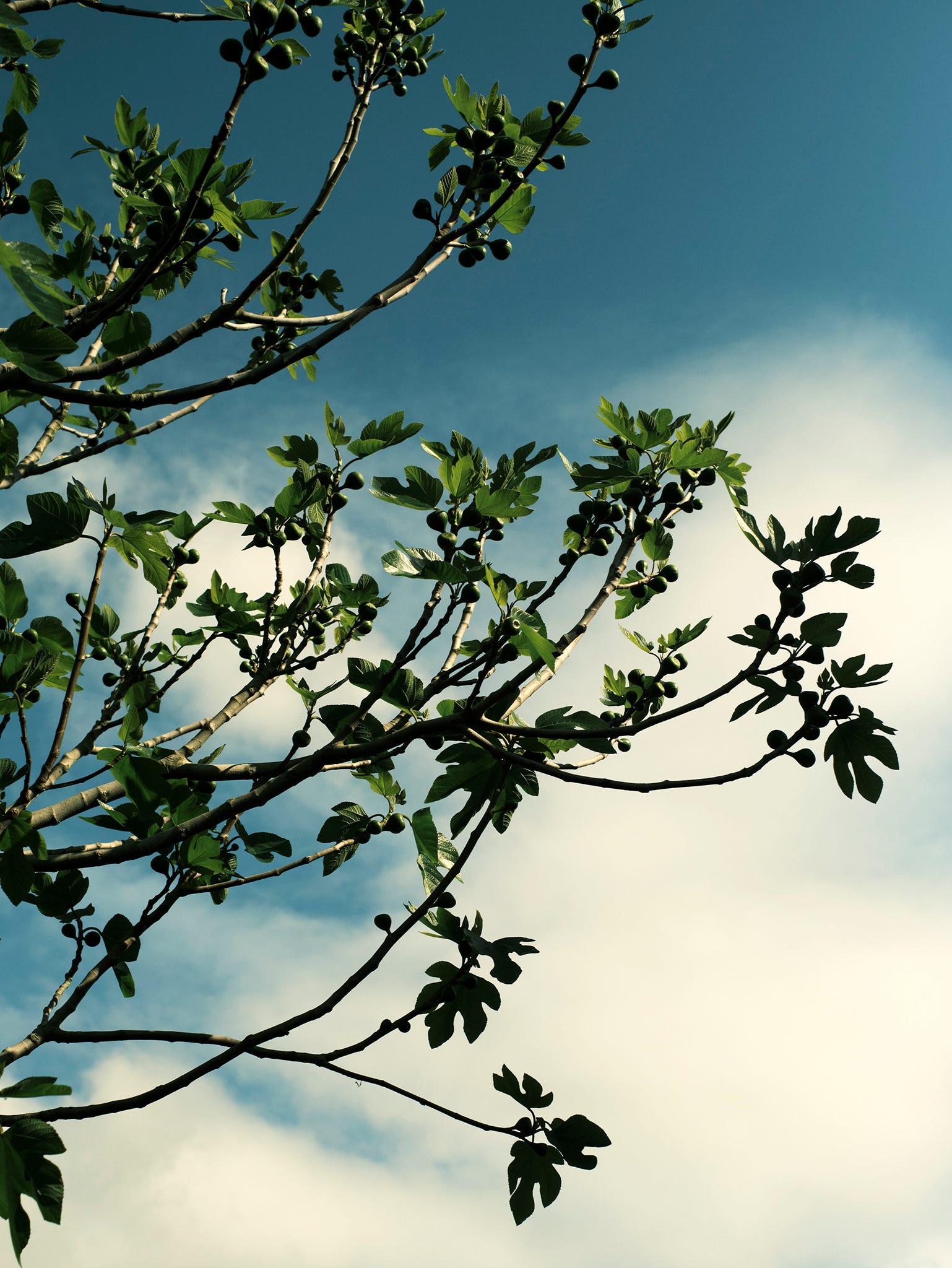 The Fig Leaf Issue