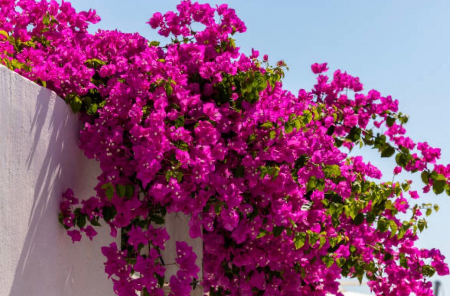 A close-up of a purple flower

Description automatically generated