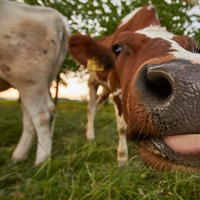 COW2LLVM: The isKnownUniquelyReferenced Deep-Dive