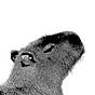 Cobol's avatar