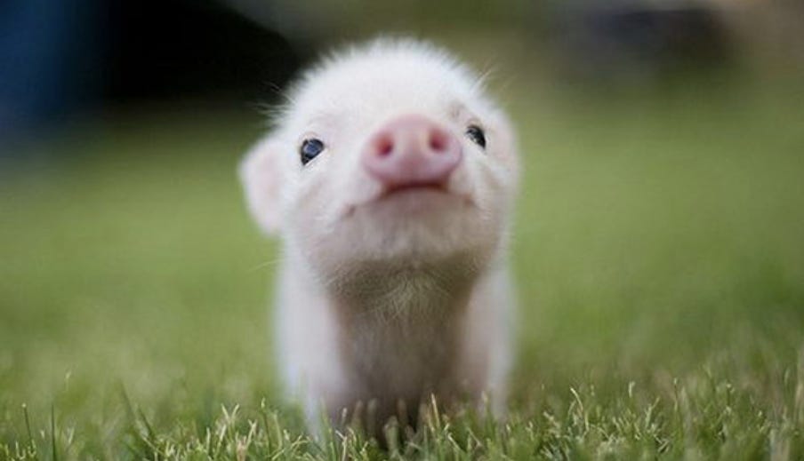 Cute baby pig