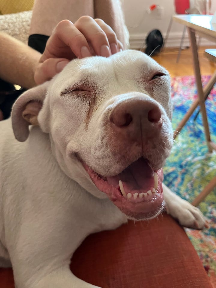 Two photos of Chula, the adoptable pup