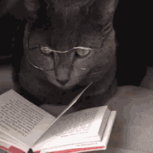 Cat Reading Book GIFs | Tenor