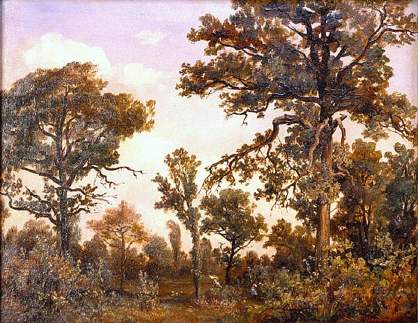Ancient spreading oak trees in the Fontainebleau forest under warm afternoon light Ancient spreading oak trees in the Fontainebleau forest under warm afternoon light