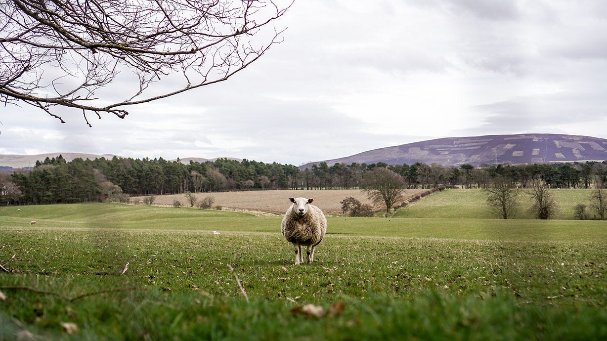 sheep in a field