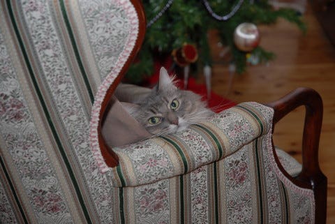 Kali Cuteness Cat-Safe Christmas Kali Cuteness Cat-Safe Christmas