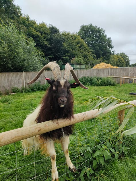 A white pony with dark spots looking left, a signet in a lake, a sheep looking at the camera, a bunny sitting on a haybale, a bird in its aviary, a goat climbing a fence to say hello, a pig smiling at the camera, a swan standing in a grass field, a brown pony looking straight at the camera