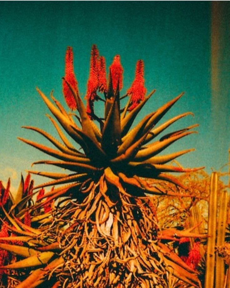 This may contain: a large plant with red flowers on it's head in the middle of a field