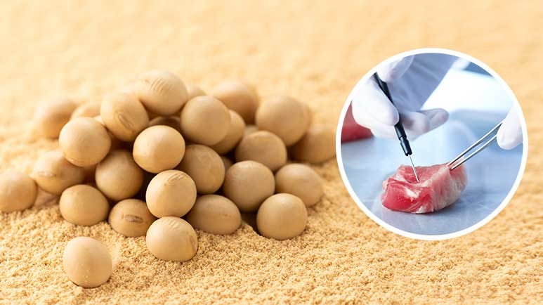 pig beans gmo frankenfood