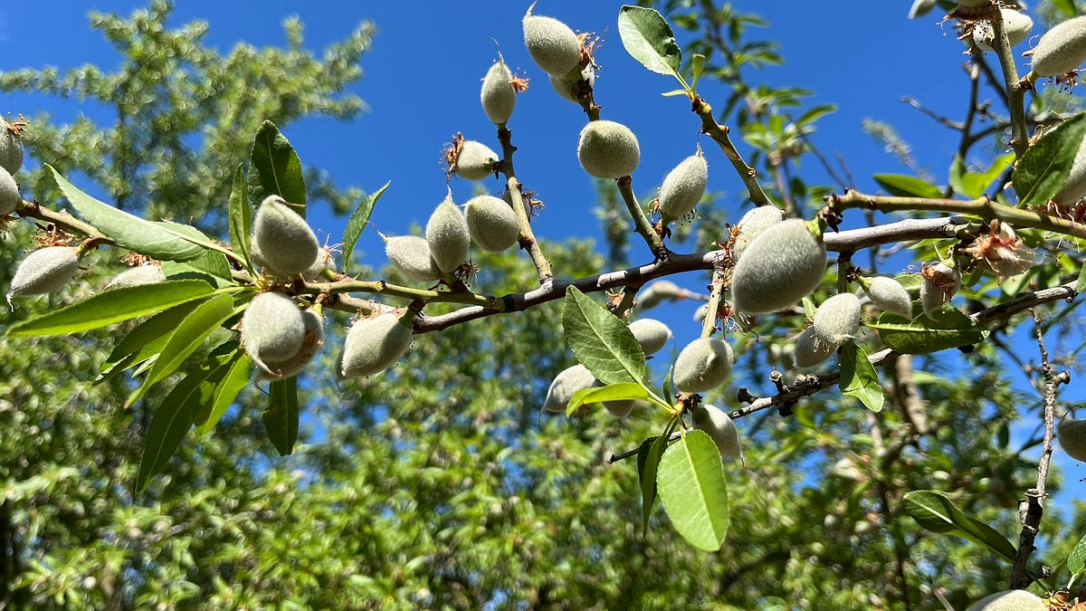 The State of the Harvest: Innovation, Inflation, and the El Niño Outlook