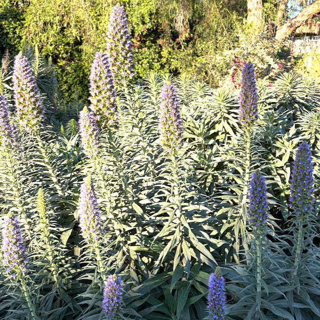 Sprouting \ud83c\udf31 Poems & Musings