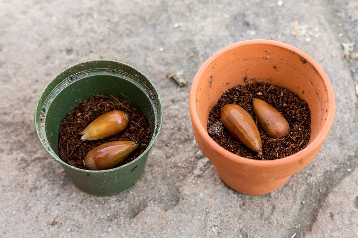 Two acorns placed inside of two separate pots for planting