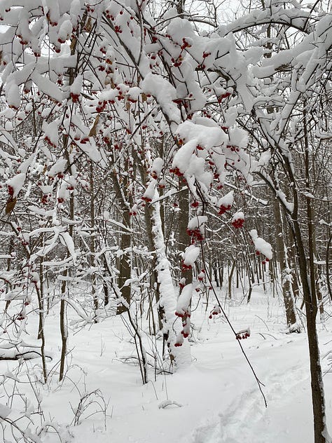 On a perfect wintery day on the Lakeshore Park trails
