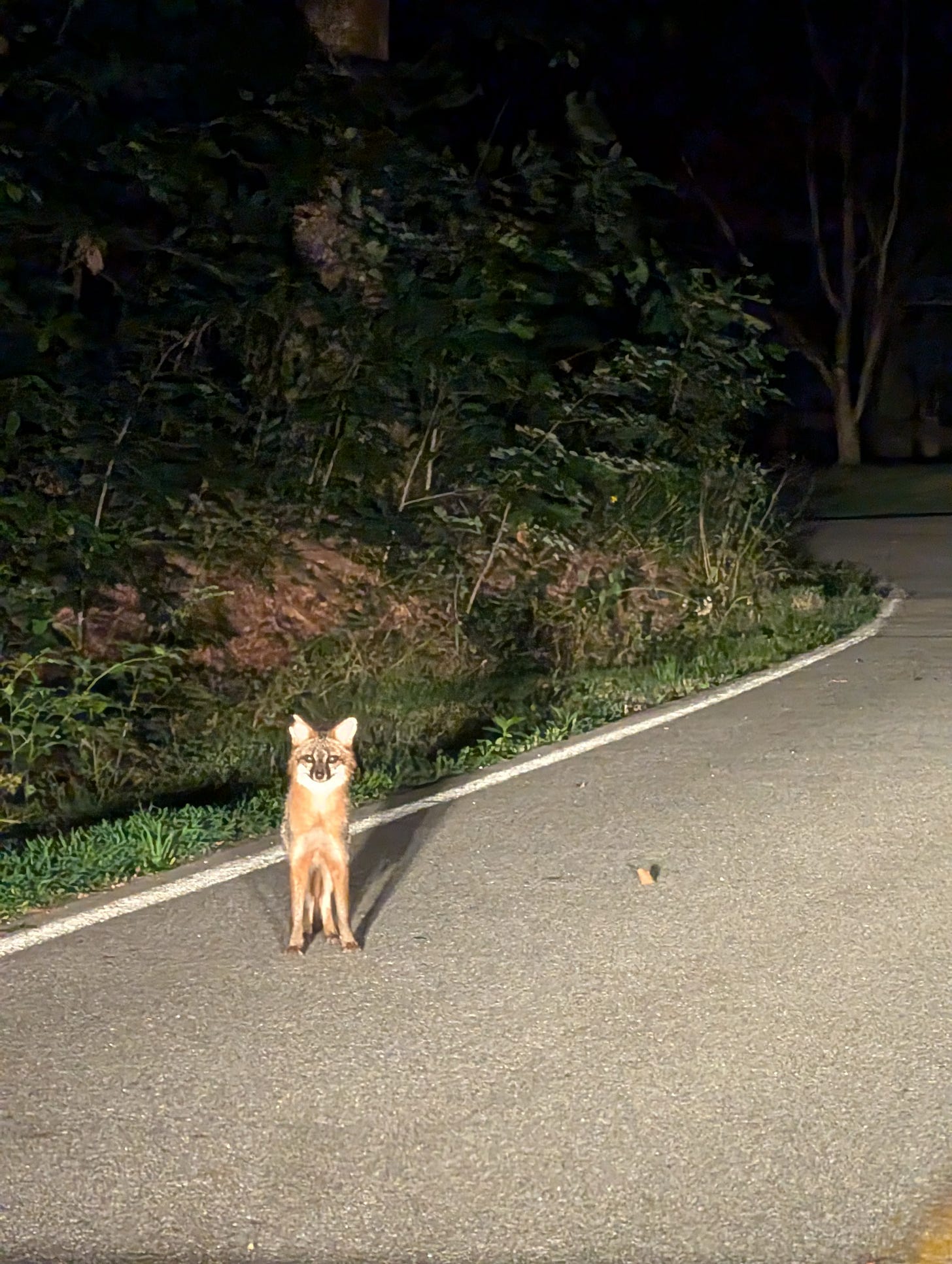 A small, cute fox illuminated by headlights on an otherwise dark road, with a mountainous hillside next to the road. The fox is facing the camera, and is very cute.