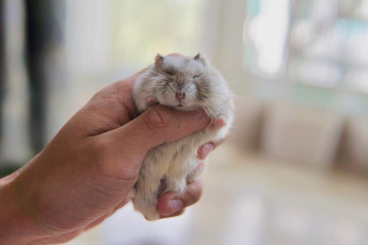 Taming 101 — Hamster Society (Singapore)